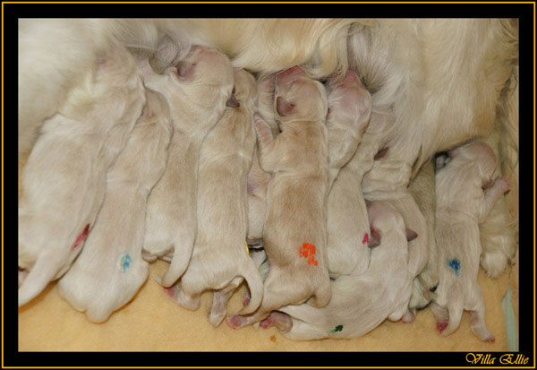 comprar golden retriever villa ellie